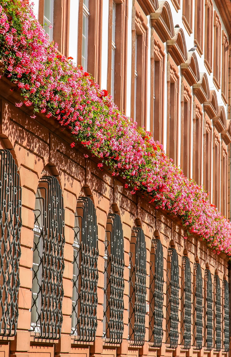 flowers, green, plant, day, no people, flower, fence, window, residential district, pattern, cityscape, white, barrier, travel, outdoors, sand stone, low angle view