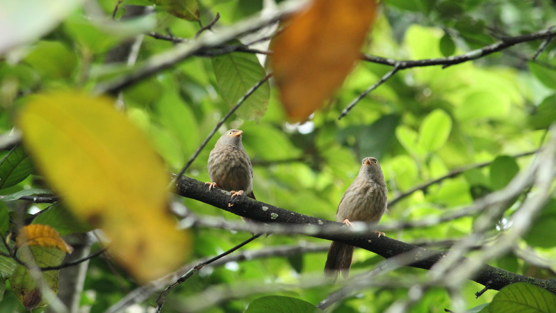bird, nature, animal family, couple, perching, outdoor, leaf, brown, environment, animal themes, two animals, avian, plant part, dom, animal wildlife, majestic