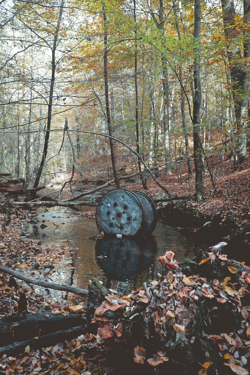 woodland, traces, leaf, forest, non-urban scene, wheel, land, change, branch, growth, 5K, trunk, nature, beauty in nature, industrial, tranquility, surreal