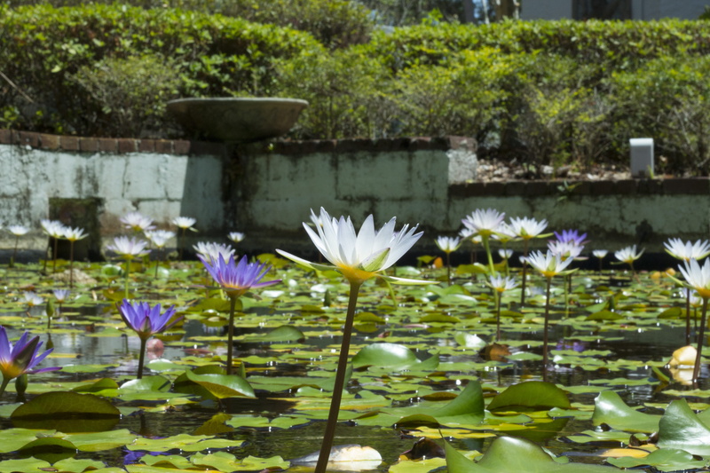 fragility, architecture, lake, plant, plant part, lillypad, lotus water lily, freshness, outside, flower head, floating on water, nature, close-up, maitland