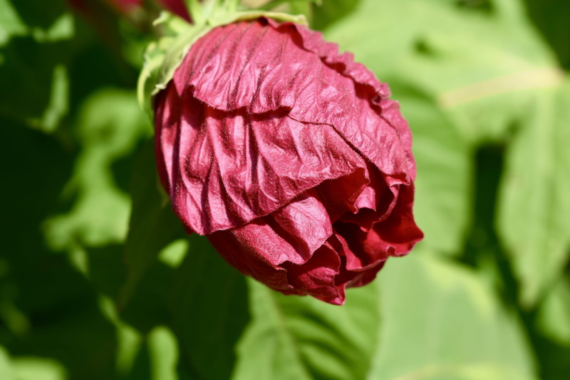 fragility, summer, sunny, red, blossom, freshness, hibiscus, plant, outdoors, flowering plant, inflorescence, 5K, growth, nature, bloom, green, pink color
