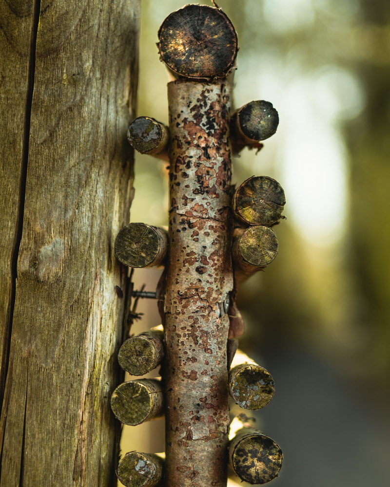 rusty, manmade, texture, decline, security, bolt, textured, nail, fence, wood - material, weathered, 4K, focus on foreground, outdoors, tree, no people