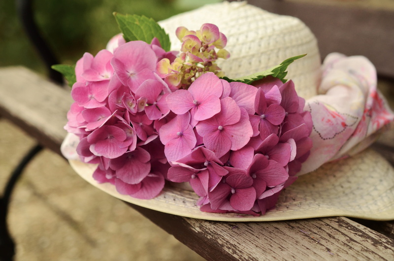 photo, beauty in nature, blossom, sun hat, flower arrangement, petaled, accent, emotion, romance, nature, springtime, close-up, petal, freshness, inflorescence