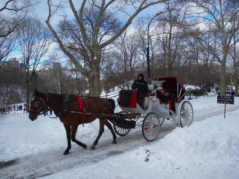 domestic animals, livestock, horse cart, working animal, ride, horse, urban, winter, animal themes, pets, buggy, lane, mammal, domestic, street, horsedrawn