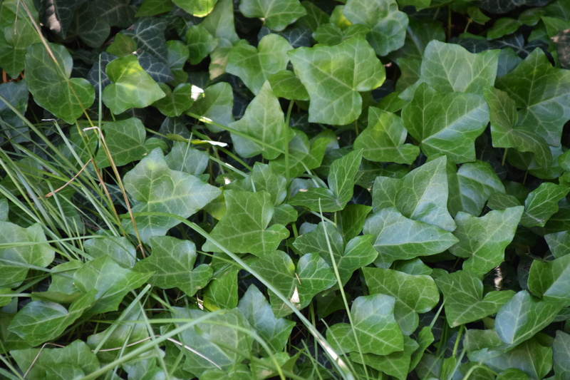 tranquility, leaf, field, high angle view, leaves, vegetable, day, nature, outdoors, plant, land, plant part, burlington, beauty in nature, 5K, close-up