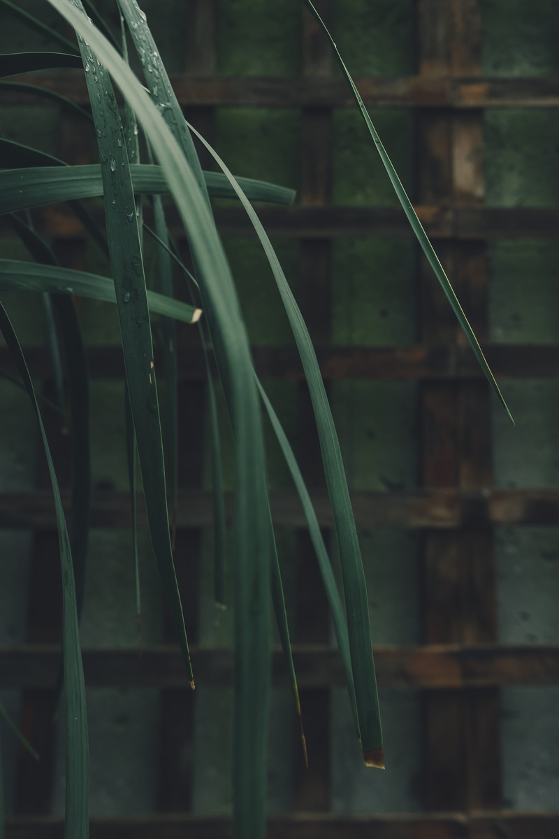 drop, leaf, wood, peaceful, day, plant, wet, beauty in nature, plant part, greenry, raindrop, no people, nature, garden, tranquility, plant stem, hanging