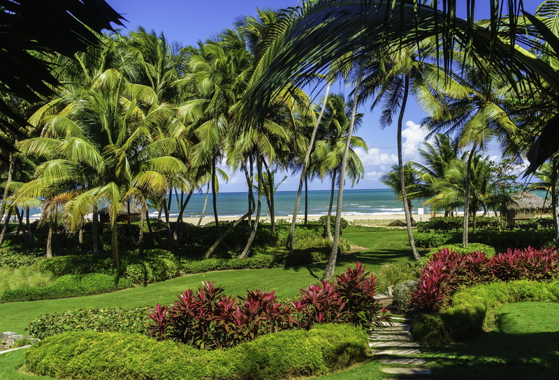 palm trees, beach, Puerto Rico, the bushes, lawn, 4K, sea, the sun, sand, grass, tropics, San Juan