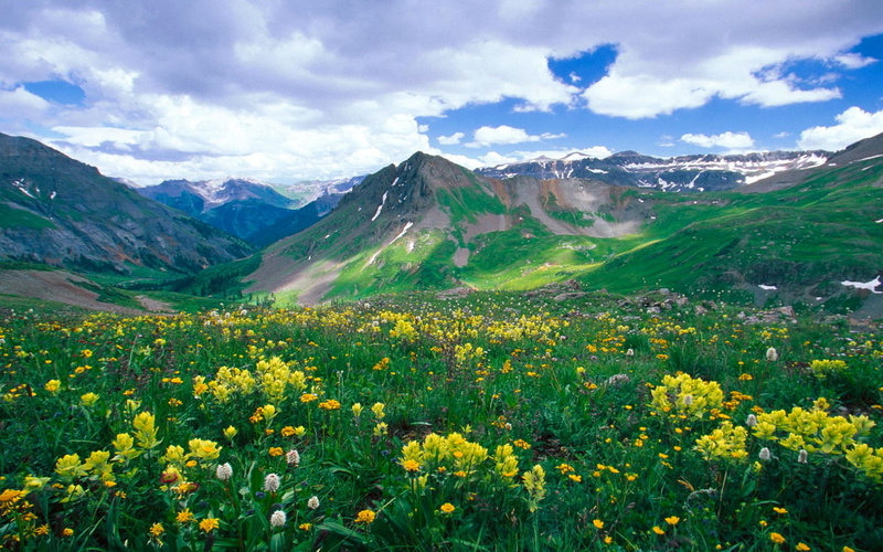 alpine, colorado, flowers, boy, landscape, mountain, uncompahgre, hd, yankee, basin, county, ouray, park, nature, usa, national, 2K