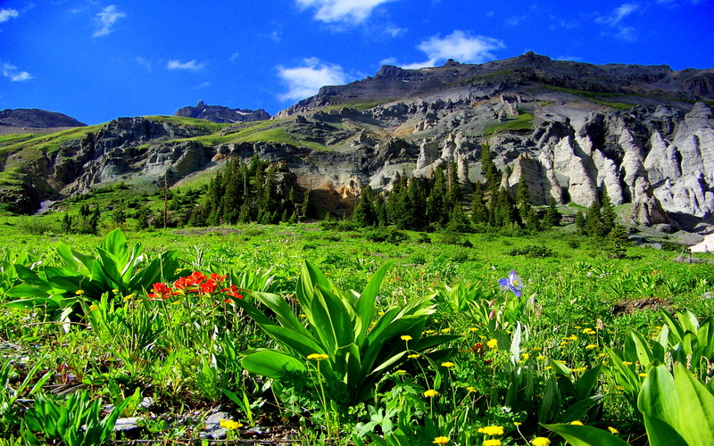 flower, scenics - nature, meadow, mountain range, environment, formation, boy, county, flowering plant, uncompahgre, sky, tranquility, green color, tranquil scene