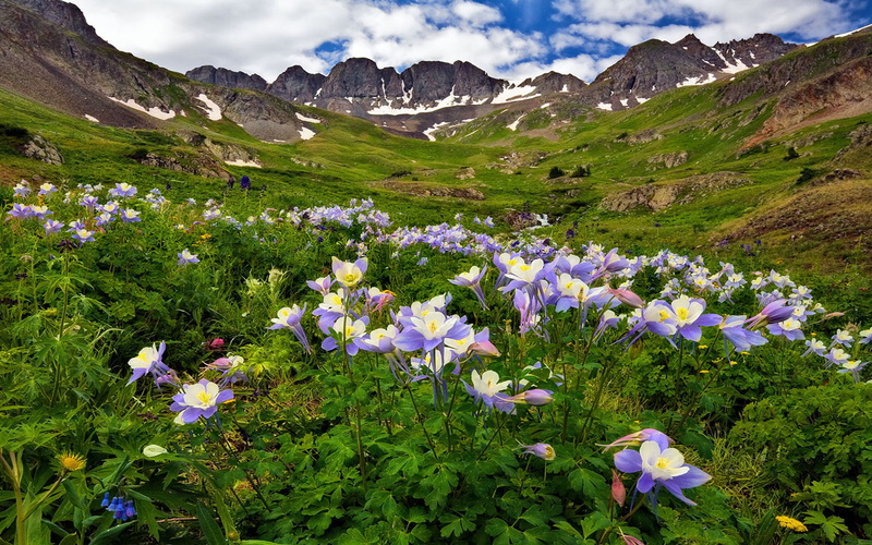 usa, 1080P, columbine, american, wild, landscape, flower, nature, basin, juan, san