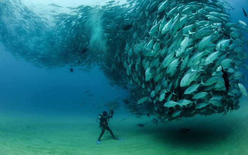 world, tuna, underwater, 2K, desktop, flock, fish, thunnus, thynnus, hd, resolution
