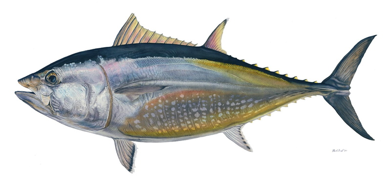 sea, fish, animal body part, animals in the wild, catch of fish, animal scale, close-up, vertebrate, cut out, studio shot, Tuna, 1080P, underwater, white background