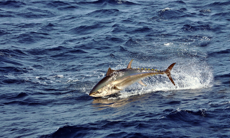 animal, animals in the wild, water, sea life, tuna, fish, mammal, motion, vertebrate, marine, animal themes, one animal, black, splashing, underwater, animals