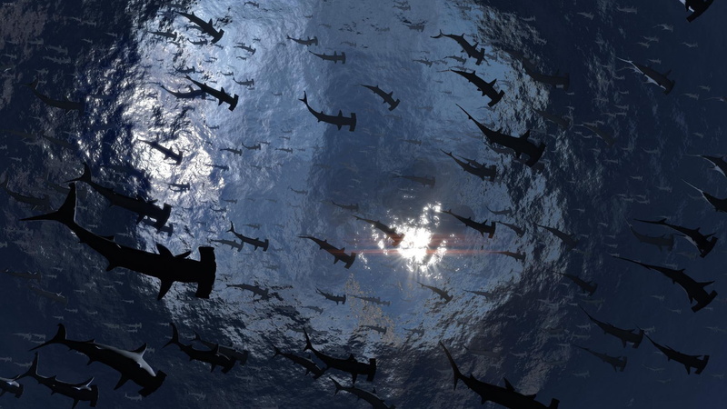 crab, water, nebula, tuna, hammerhead, fish, 1080P, animals