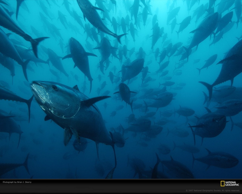 Fish, Tuna, Animal, 720P