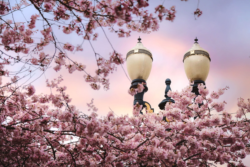 springtime, lighting equipment, cherry tree, trees, branch, electric lamp, fragility, cherry blossom, streetlamp, flowering plant, low angle view, 5K