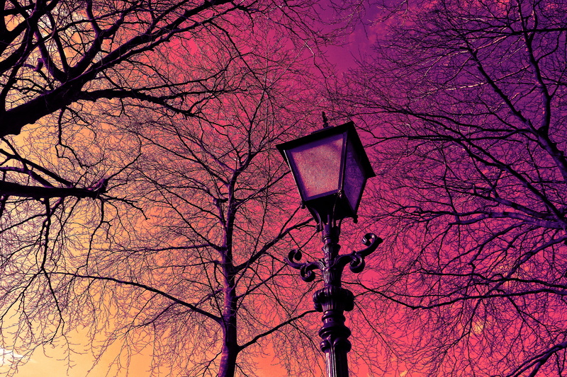 surrounded, trees, day, photography, wrought iron, nature, lighting equipment, sky, silhouette, 5K, tree, streetlight, no people, illuminated, tree top