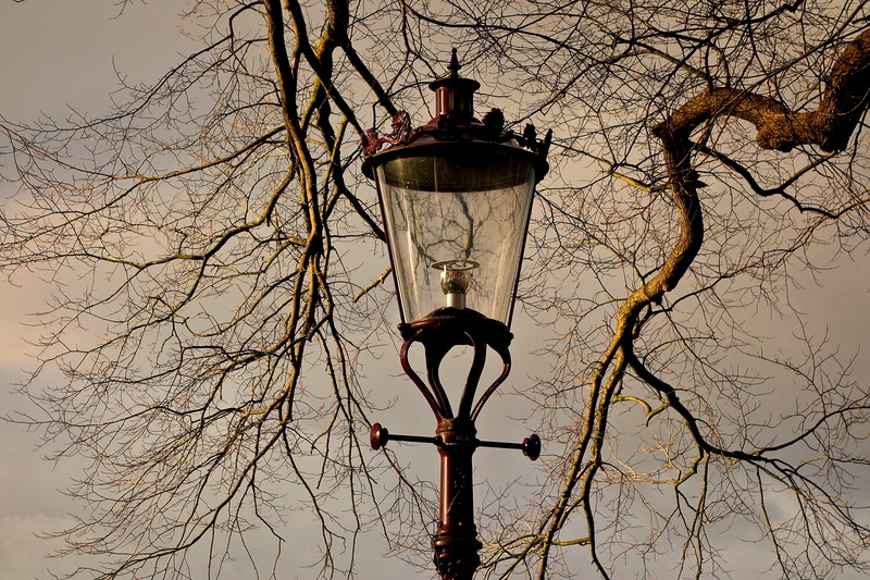 bare tree, street light, electric lamp, european, urban, weesperzijde, streetlamp, vertebrate, low angle view, tree, historic, animal themes, culture, bird