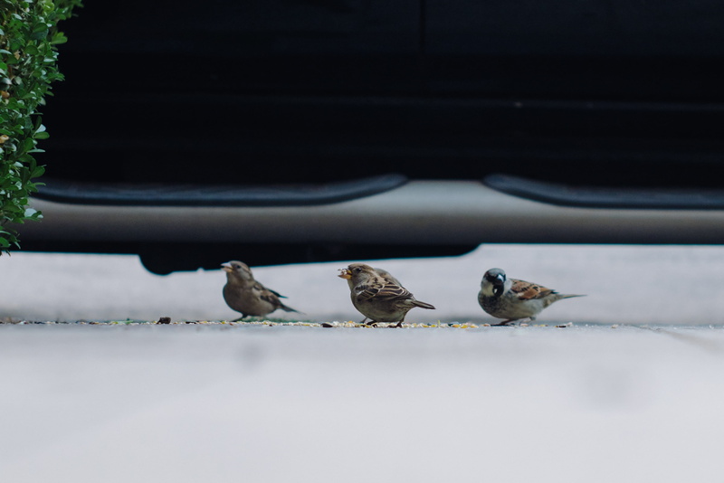 day, group of animals, perching, no people, close-up, brown bird, flying birds, animals in the wild, animal eating, bird, animal wildlife, two animals