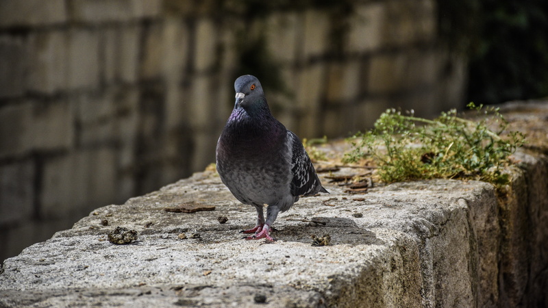 vaucluse, french, stone, urban, foliage, 5K, city, no people, animal themes, avignon, retaining wall, perching, culture, rock, selective focus, focus on foreground