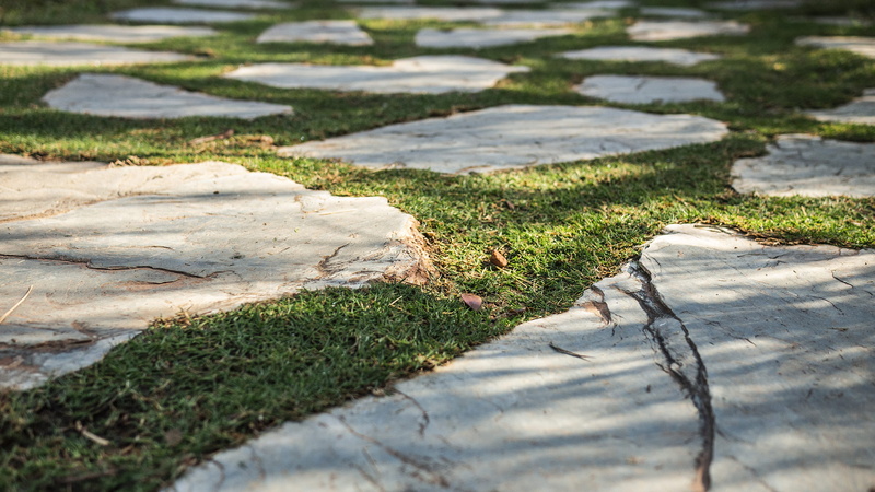 canine, growth, ground, land, ditch, garden path, pattern, direction, tranquility, 2K, algae, mammal, wildlife, cobblestone, the way forward, green color