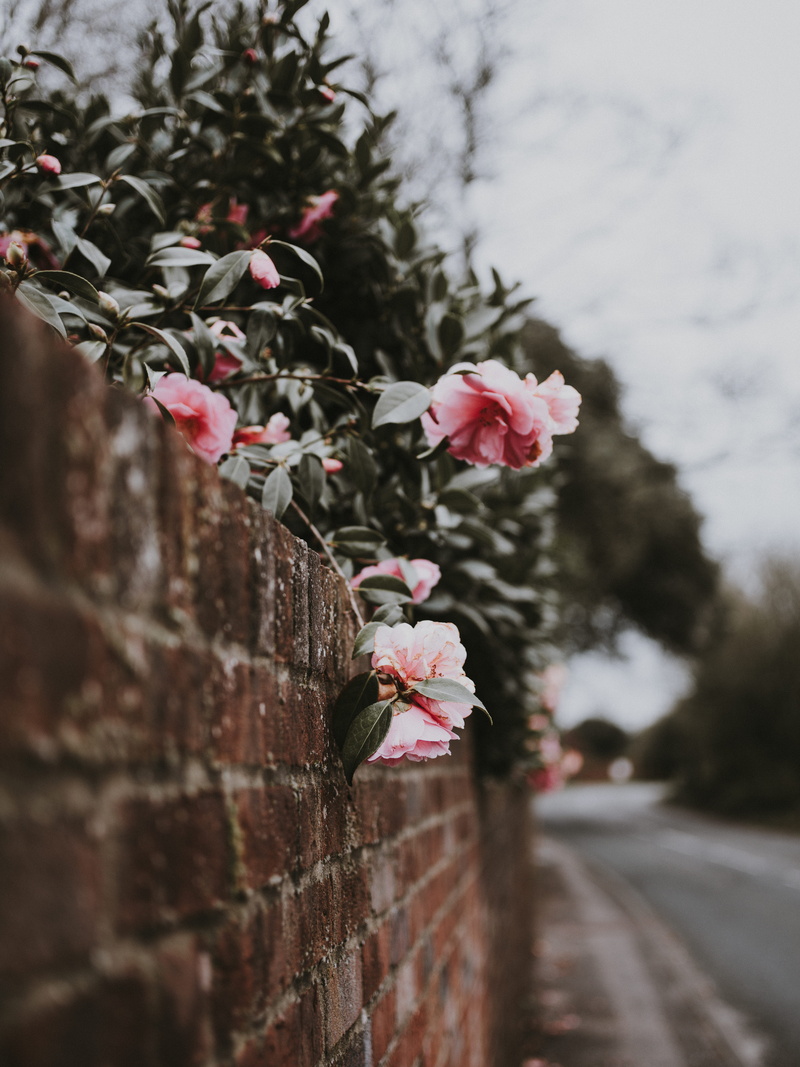 tarmac, acanthaceae, sprout, bud, focus on foreground, pavement, pink, rose, plant, flower head, growth, cherry blossom, flowering plant, fragility, sidewalk