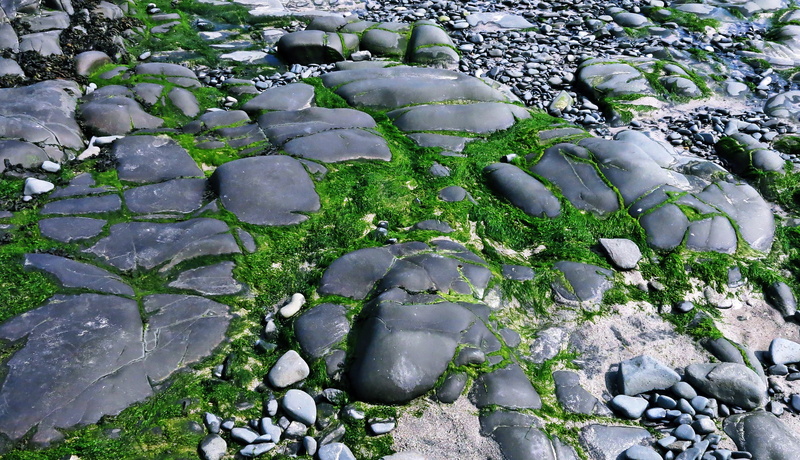 flagstone, fir, vegetation, land, moss, nature, full frame, outdoors, pavement, seaweed, abies, plant, walkway, algae, 4K, solid, stone, rock, no people