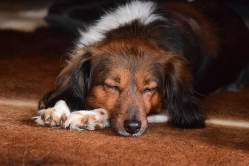 indoors, pets, relaxation, lying down, sleep, sadness, 4K, no people, kooiker, purebred dog, dog, portrait, brown hair, close-up, mammal, domestic, resting