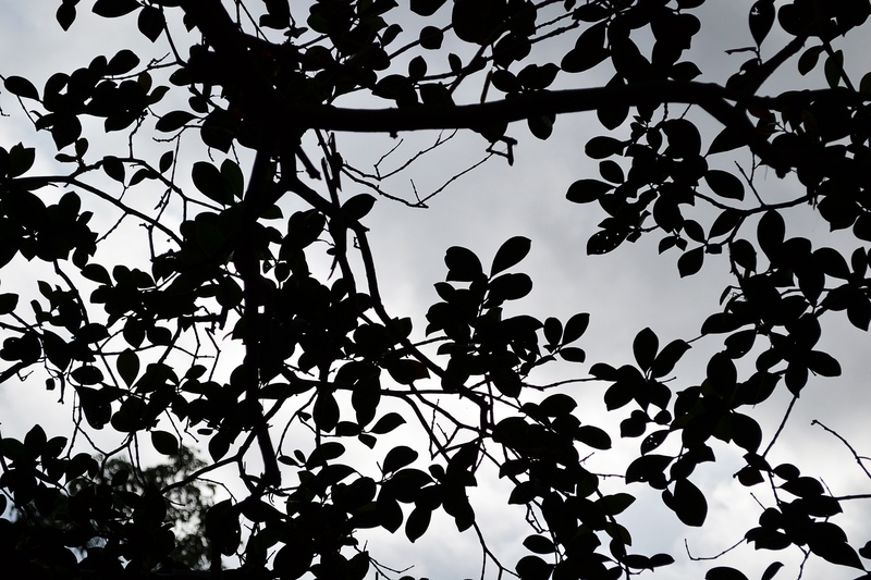 mawanella, clouds, leaf, day, nature, silhouette, no people, ceylon, mystery, low angle view, 2K, plant, sky, sri lanka, haunted, freshness, botany, growth