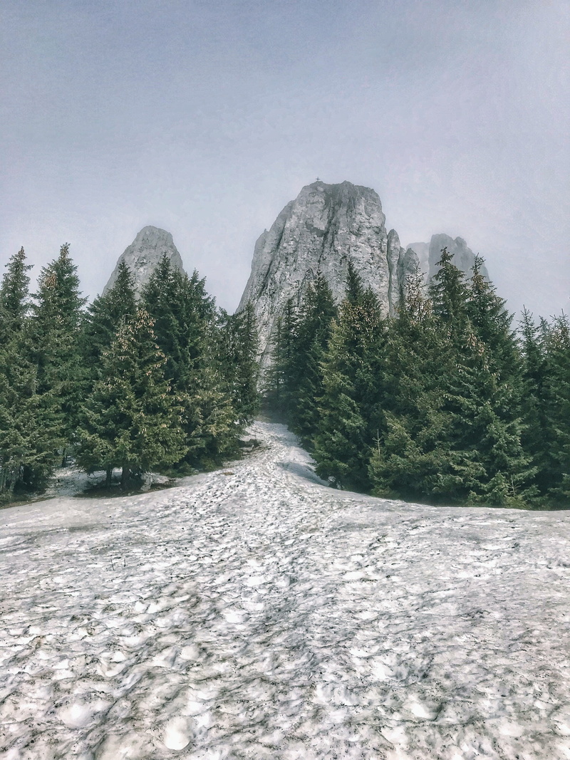 direction, 4K, cold temperature, pine tree, coniferous tree, snow, non-urban scene, winter, quite, scenics - nature, day, the way forward, wonder, outdoors