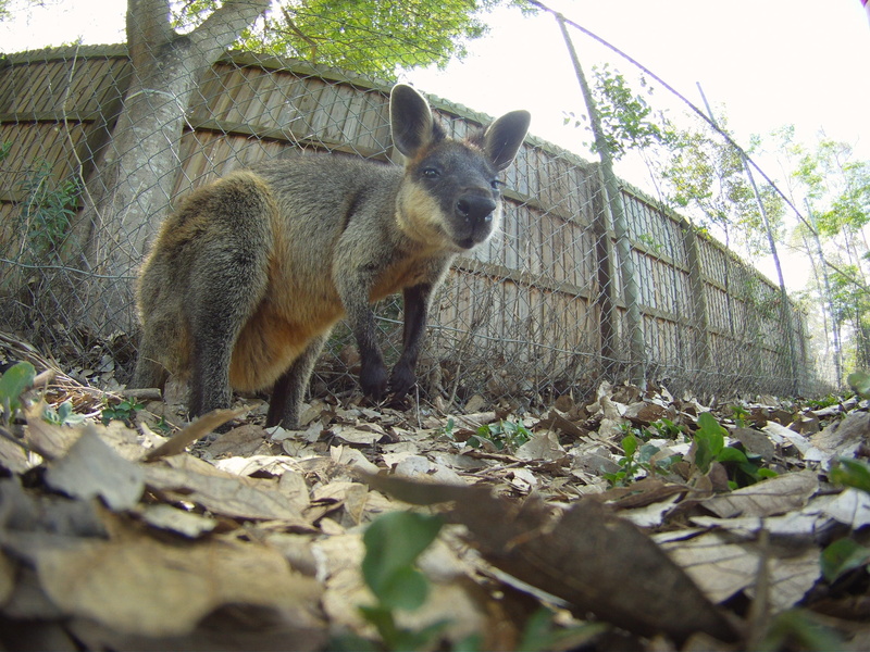 wild, land, wilderness, species, standing, marsupial, vertebrate, nature, Wallaby, plant, tree, outdoors, no people, barrier, wood - material, day, fence