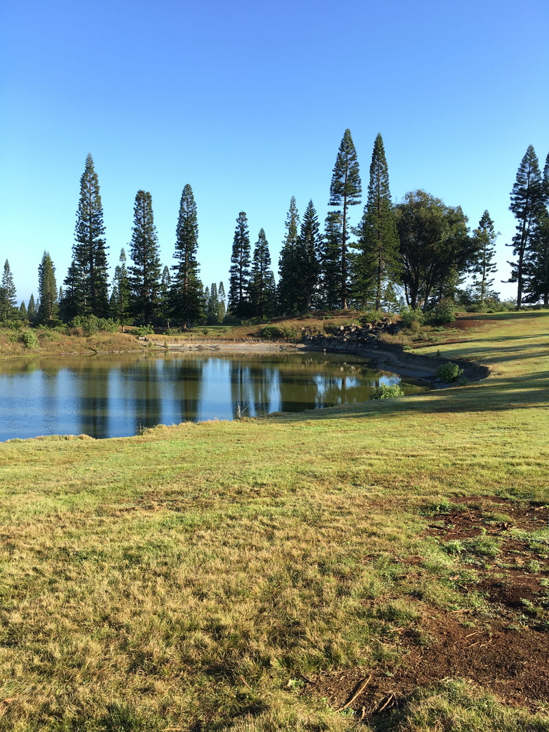 growth, Nature, green color, water, no people, non-urban scene, landscape, idyllic, tree, grass, quiteness, Hawaiian, 4K, scenics - nature, day, clear sky
