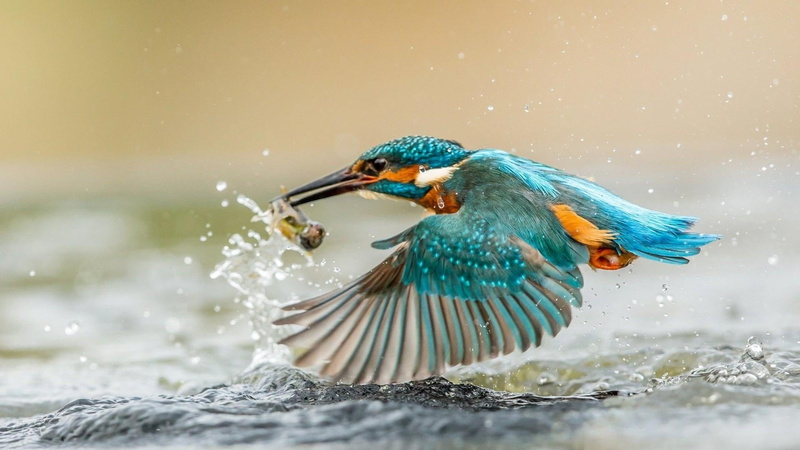 1080P, bird, kingfisher, hunting, hunter, vibrant blue, water