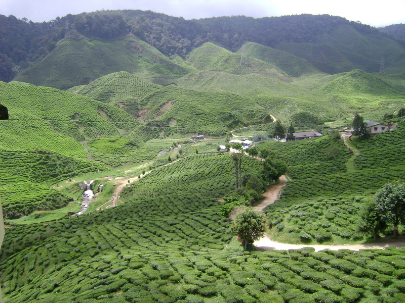 foliage, crop, farm, landscape, plant, green Color, tea, asia, nature, rural Scene, mountain, rolling landscape, land, public domain, landscapes, Malaysia