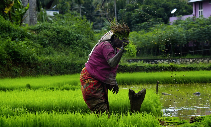 field, people, farming, countryside, environment, seedlings, farmer, india, worker, domestic animals, outdoor, grass, life, nature, lifestyles, growth