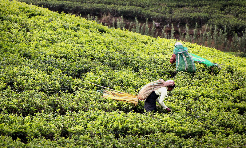 working, plantation, outdoors, environment, plant, landscape, day, plants, cultivation terraces, tea plantation, food and drink, occupation, rural scene