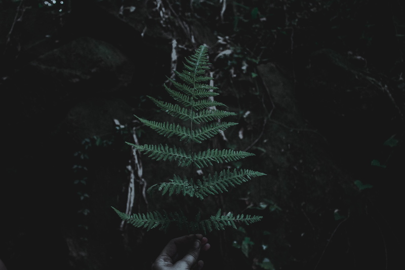fern, outdoors, no people, leafe, green, tranquility, focus on foreground, photo, tree, pagan, 5K, macro, holding, leaf, vulnerability, druidry, day, mystery