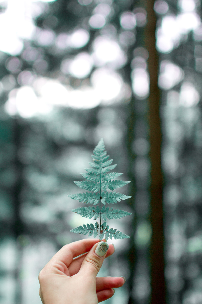 5K, outdoors, human limb, plant, human body part, lifestyles, person, holding, day, focus on foreground, unrecognizable person, plant part, one person
