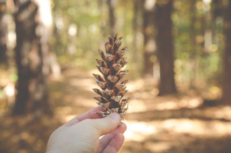 focus on foreground, one person, plant, adventure, coniferous tree, tree, finger, hiking, forest, hike, human body part, day, holding, leafe, woodland