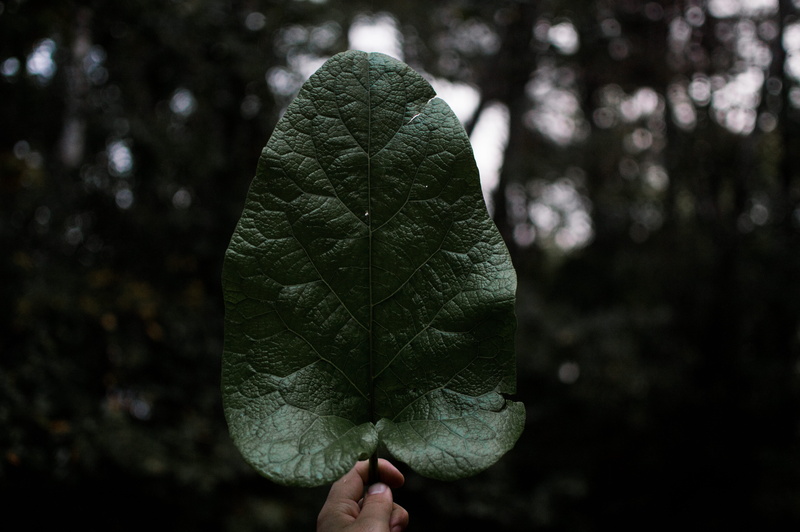 personal perspective, eagan, moody, real people, bokeh, flora, person, green, body part, 5K, united states, human hand, day, forest, lebanon hills regional park
