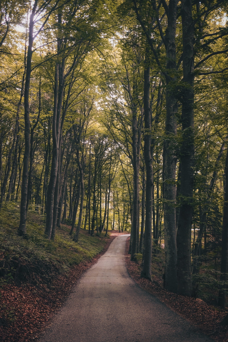 the way forward, wanderlust, land, no people, surrounded, 4K, tree, fujifilm, xt10, tree trunk, leaf, leaves, trekking, day, walk, outdoors, direction