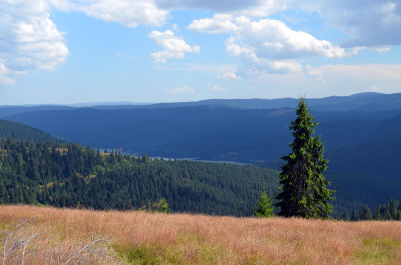 plant, height, idyllic, growth, non-urban scene, the apuseni mountains, land, green color, cluj county, field, day, tree, view, landscape, sky, brad, environment