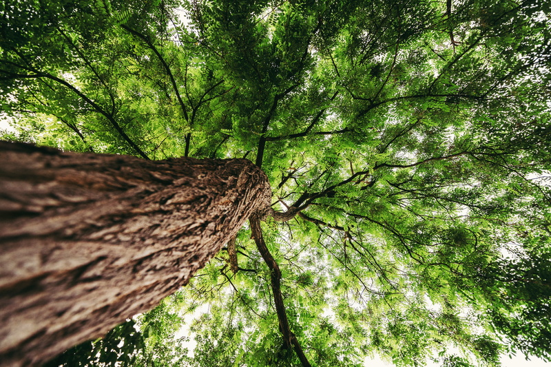 photography, jungle, branch, bark, rainforest, 5K, forest, conifer, oak, tree trunk, leafted, green, day, plant, nature, low angle view, redwood, angle