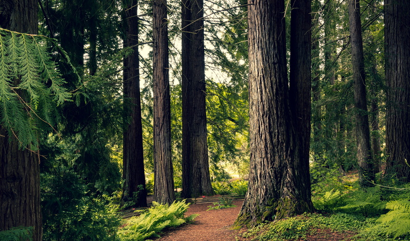oak, redwood, direction, bamboo - plant, non-urban scene, plant, environment, conifer, day, jungle, tranquil scene, outdoors, the way forward, wood, brown