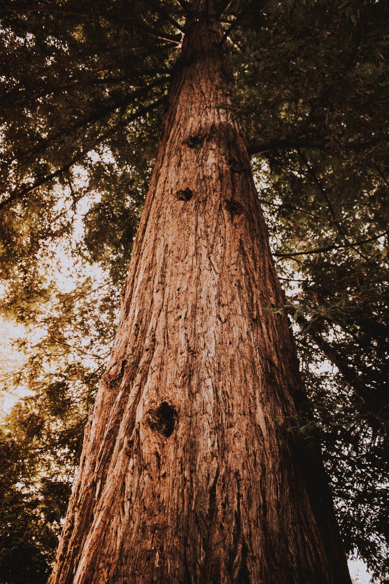 nature, flora, growth, photography, tall - high, versailles, grove, redwood, tree canopy, trunk, no people, low angle view, wood - material, forest, low