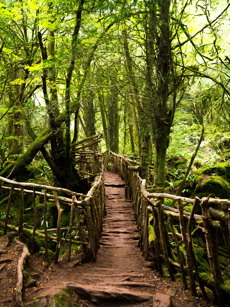 tranquility, footbridge, bridge, plant, forest, day, wooden, structure, 4K, tree, trail, woodland, the way forward, vegetation, railing, jungle, photo