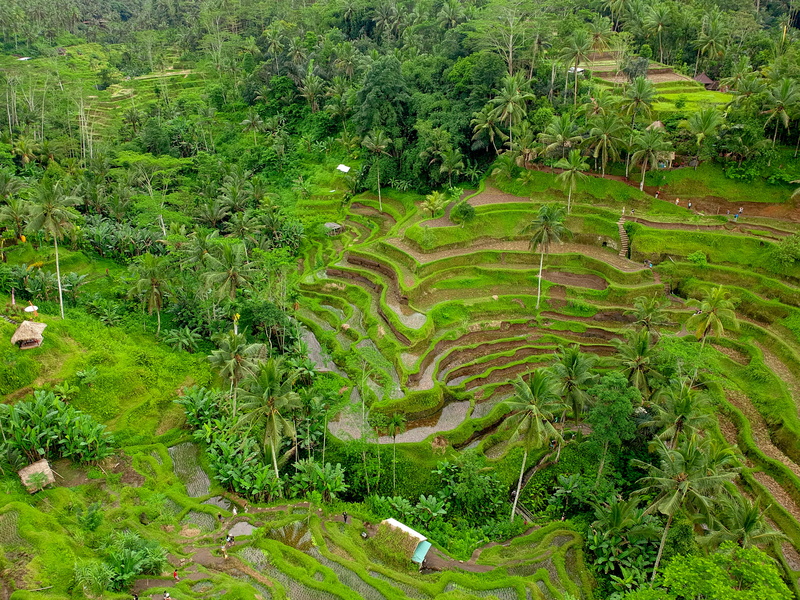 field, nature, scenics - nature, tree, growth, rural scene, photography, rice paddy, moss, indonesia, farm, jungle, terraced field, palm tree, tranquility