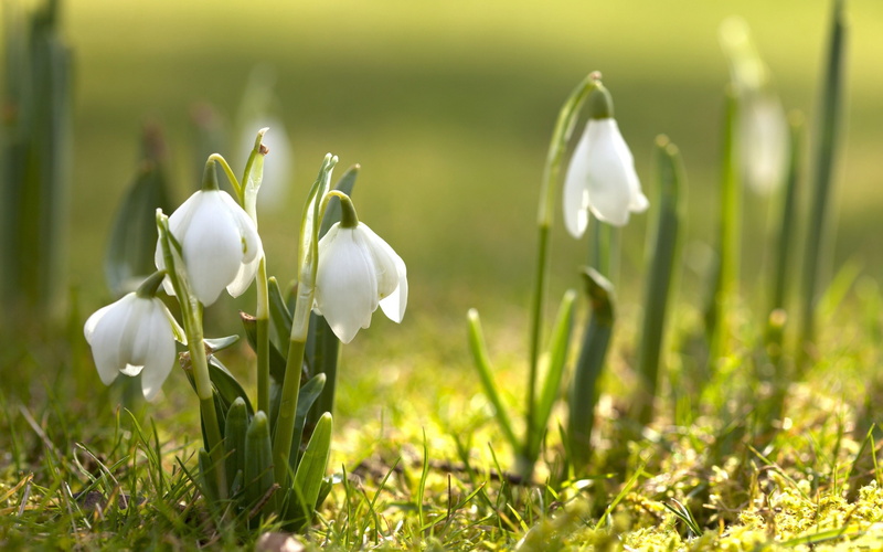 nature, spring, snowdrops, 4K, white flowers