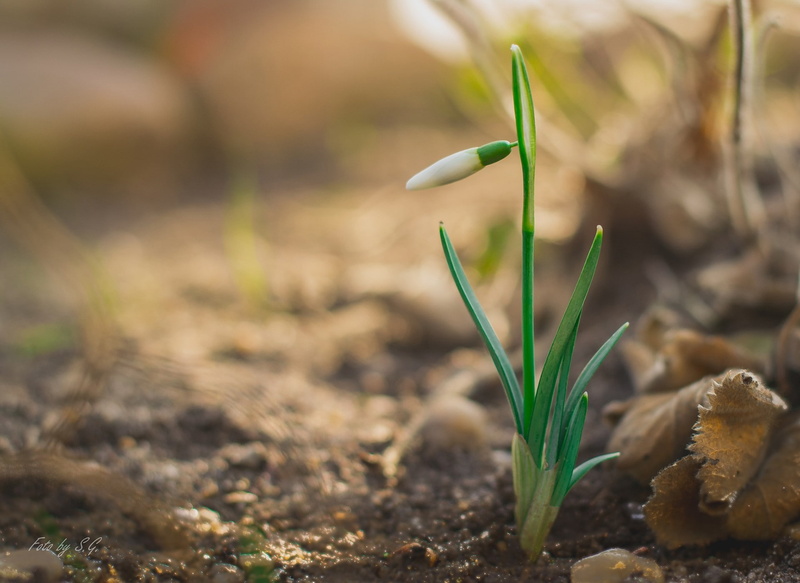 spring, bud, flower, snowdrop, green, long, plant, leafed, 1080P