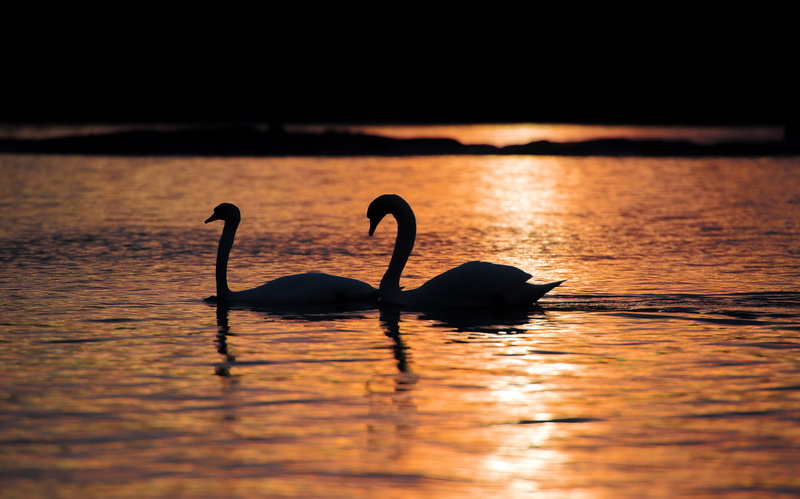water, two animals, sunset, group of animals, nature, sea, tranquility, animal, 5K, swimming, silhouette, lake, bird, swan, birds, no people, reflection